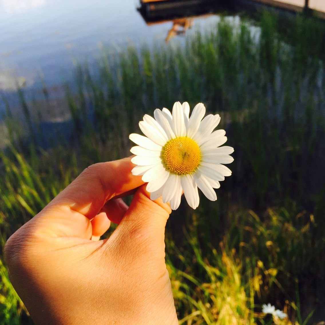 Эстетика ромашек Пинтерест