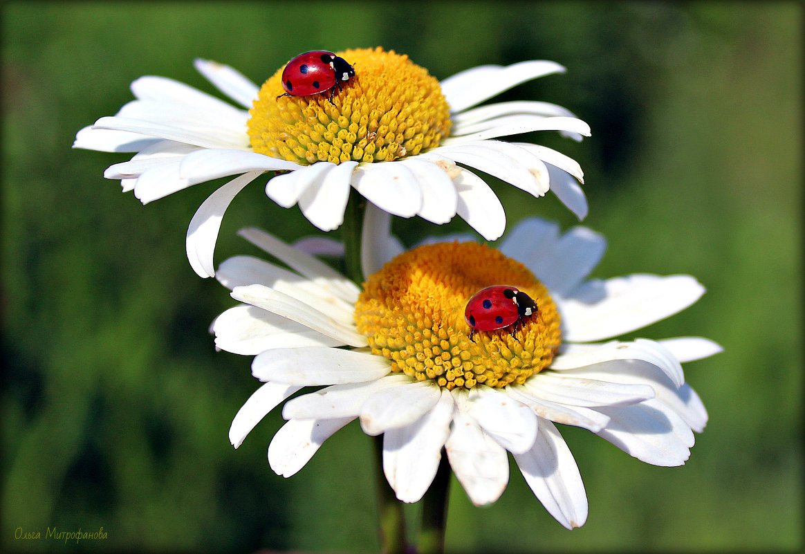 Божья коровка на ромашке
