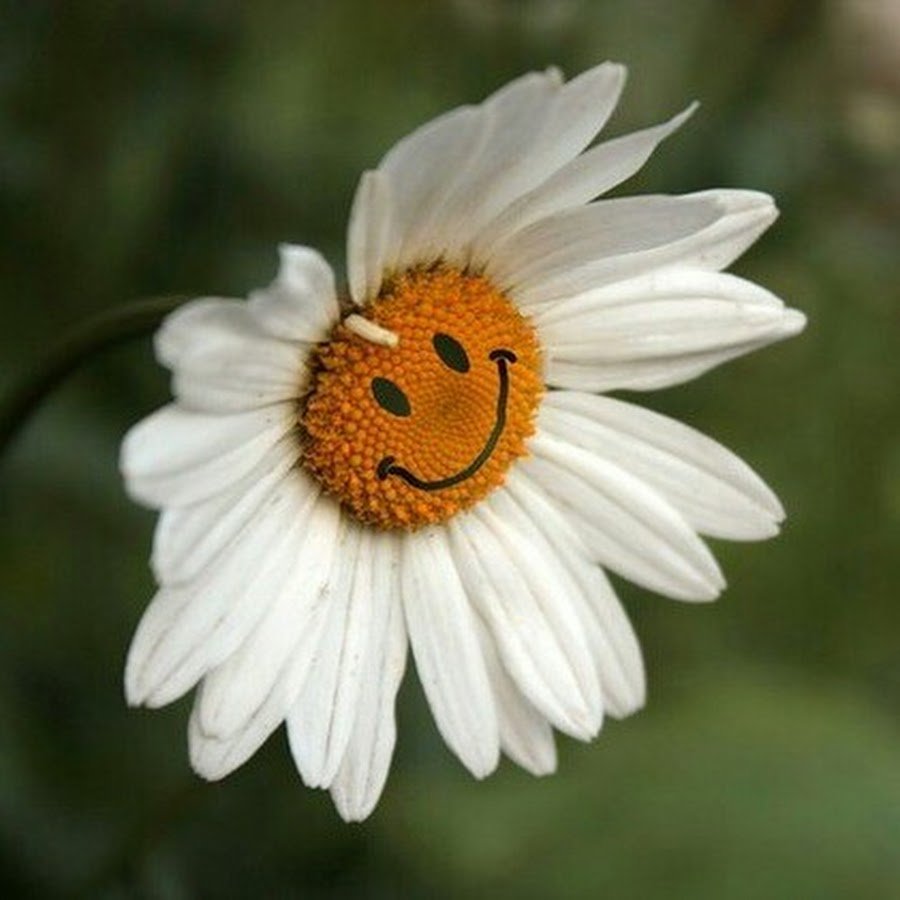 Ромашка гуль