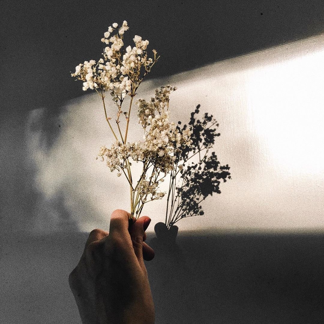 Цветы Эстетика