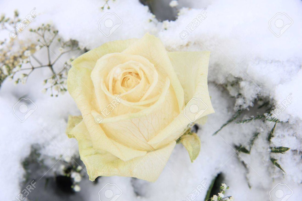 Белые розы под снегом