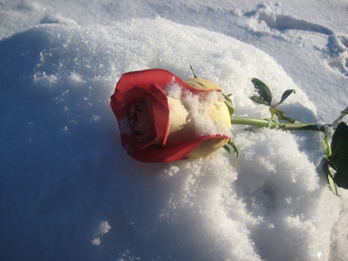 Белые розы на снегу