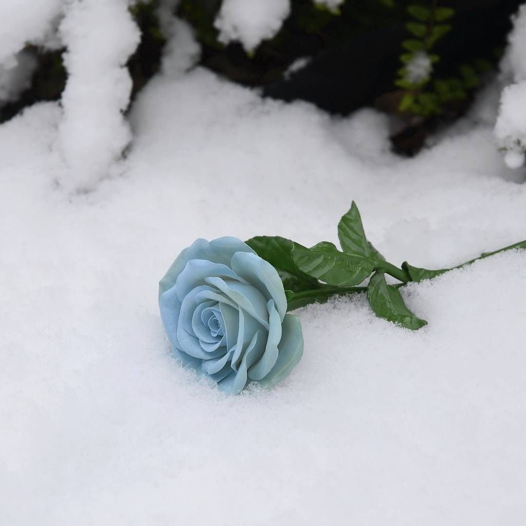 Синяя роза на снегу