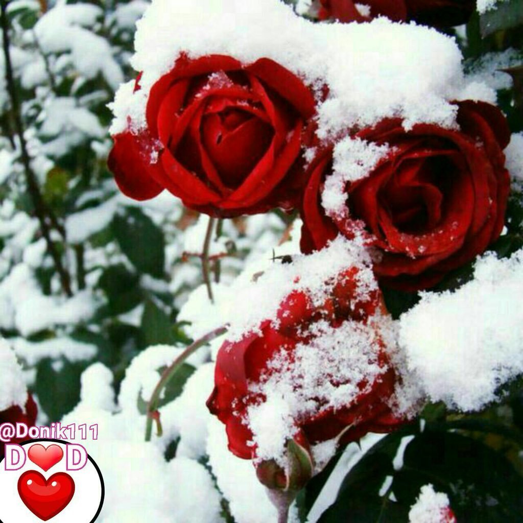 Открытка дарить цветы зимой