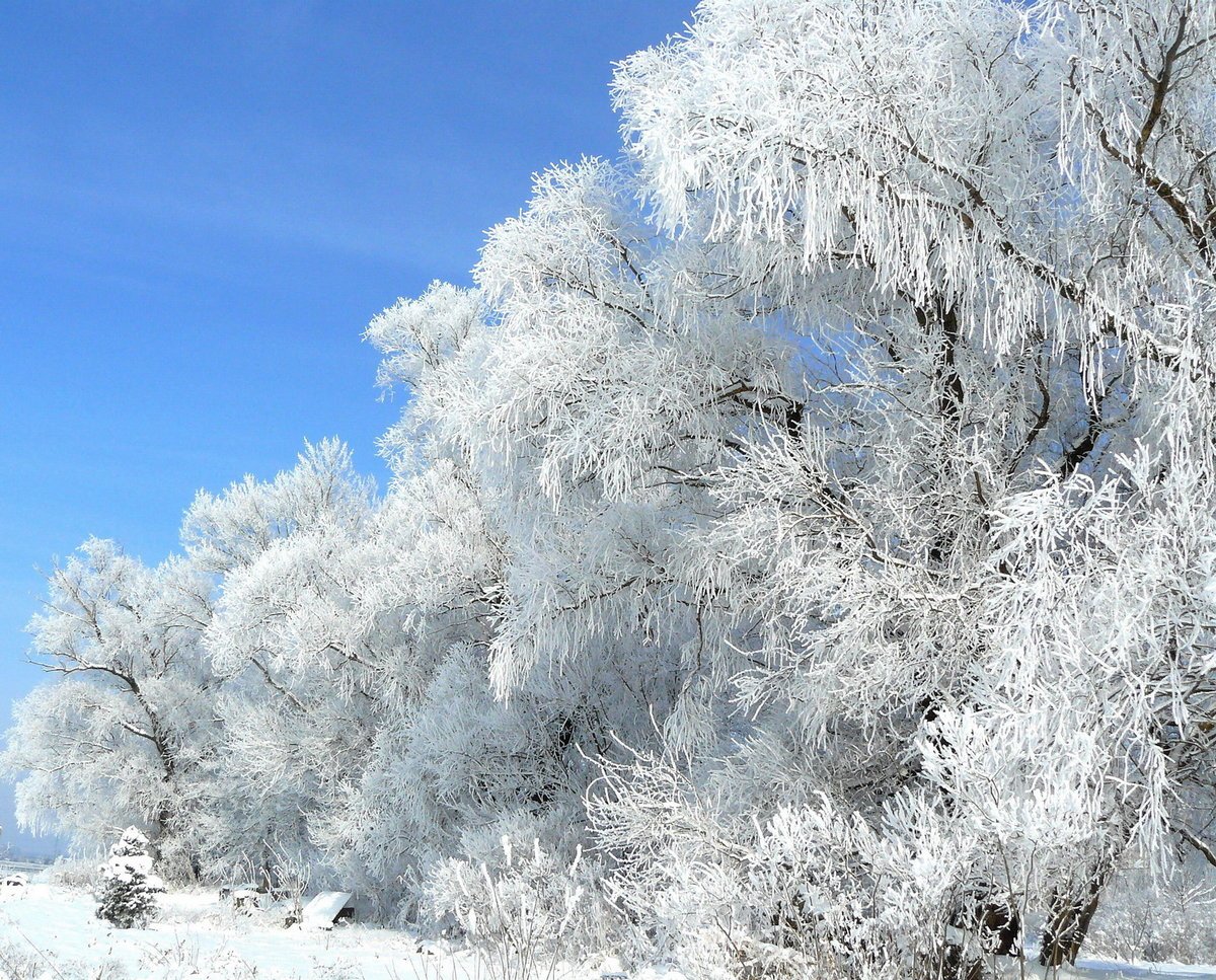 Снежная красота зимы