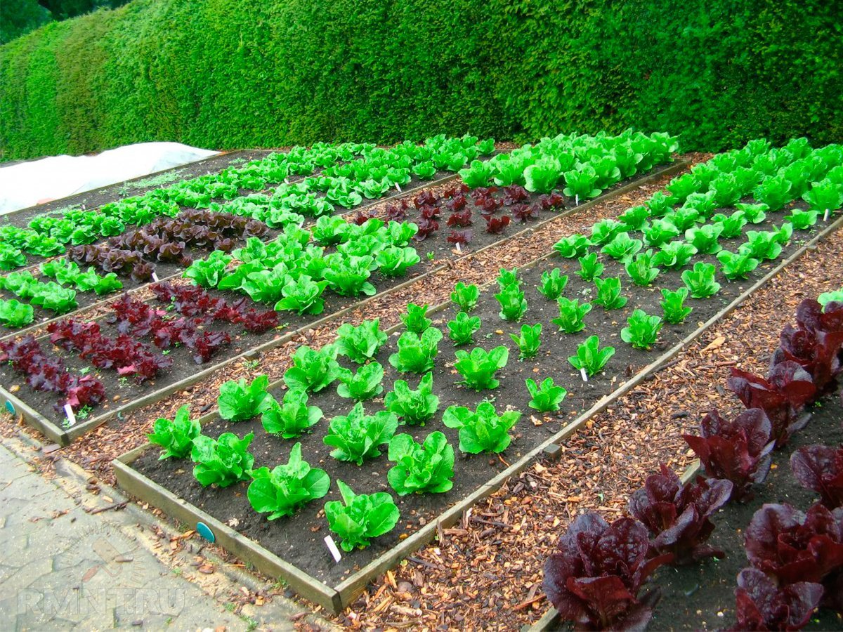 Красивые овощные грядки