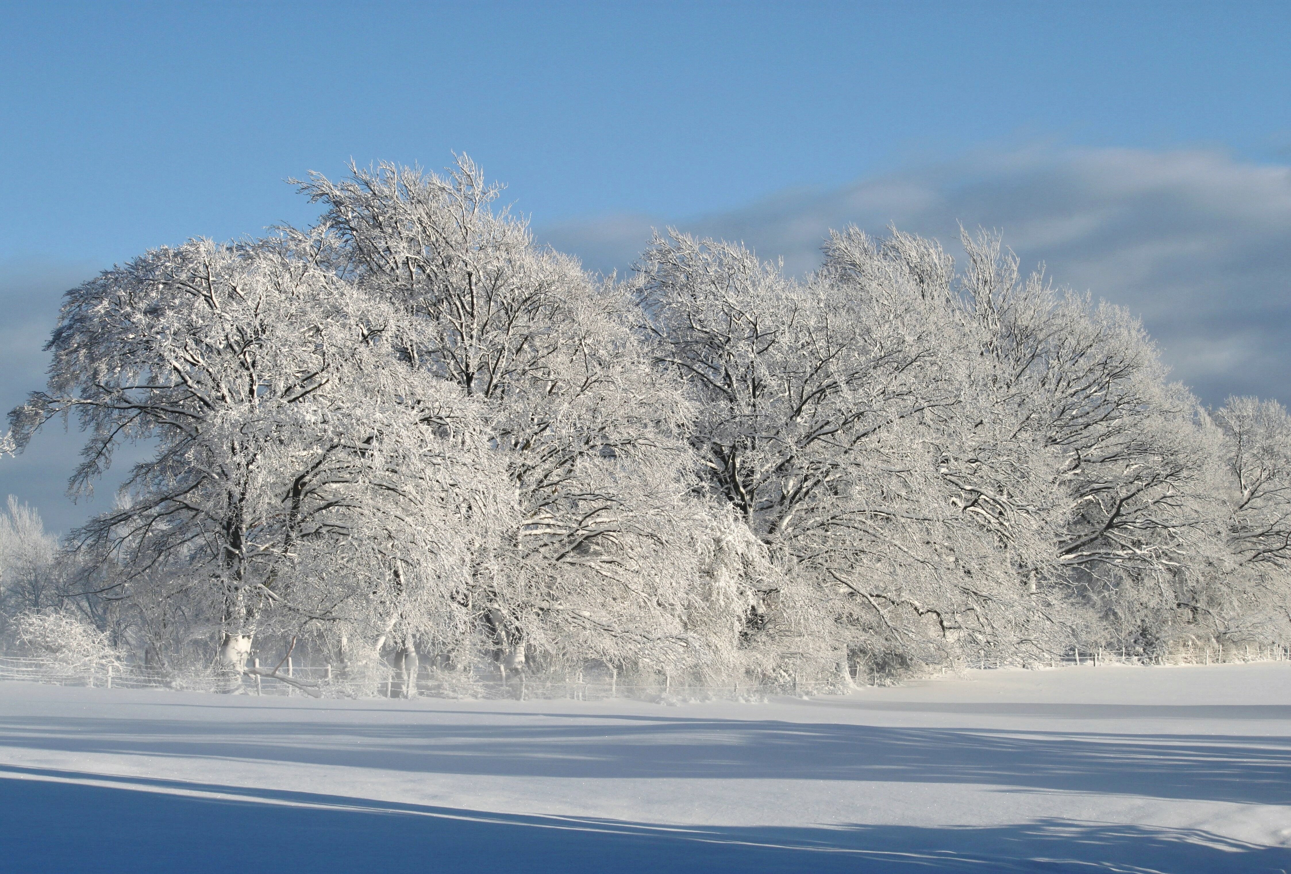 Каким бывает декабрь. Винтер Сноу. Деревья в снегу. Зимняя природа. Зимнее дерево.