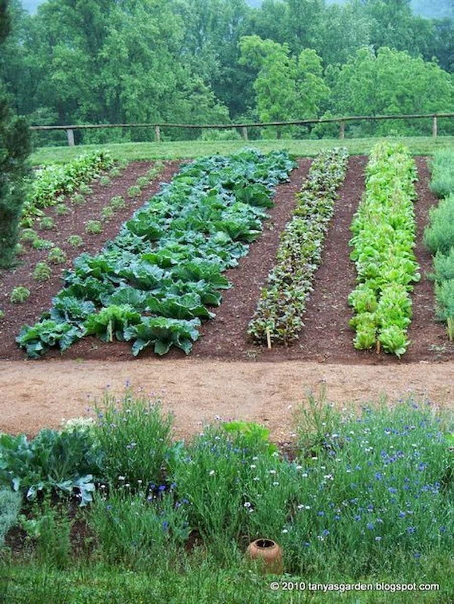 Овощные грядки