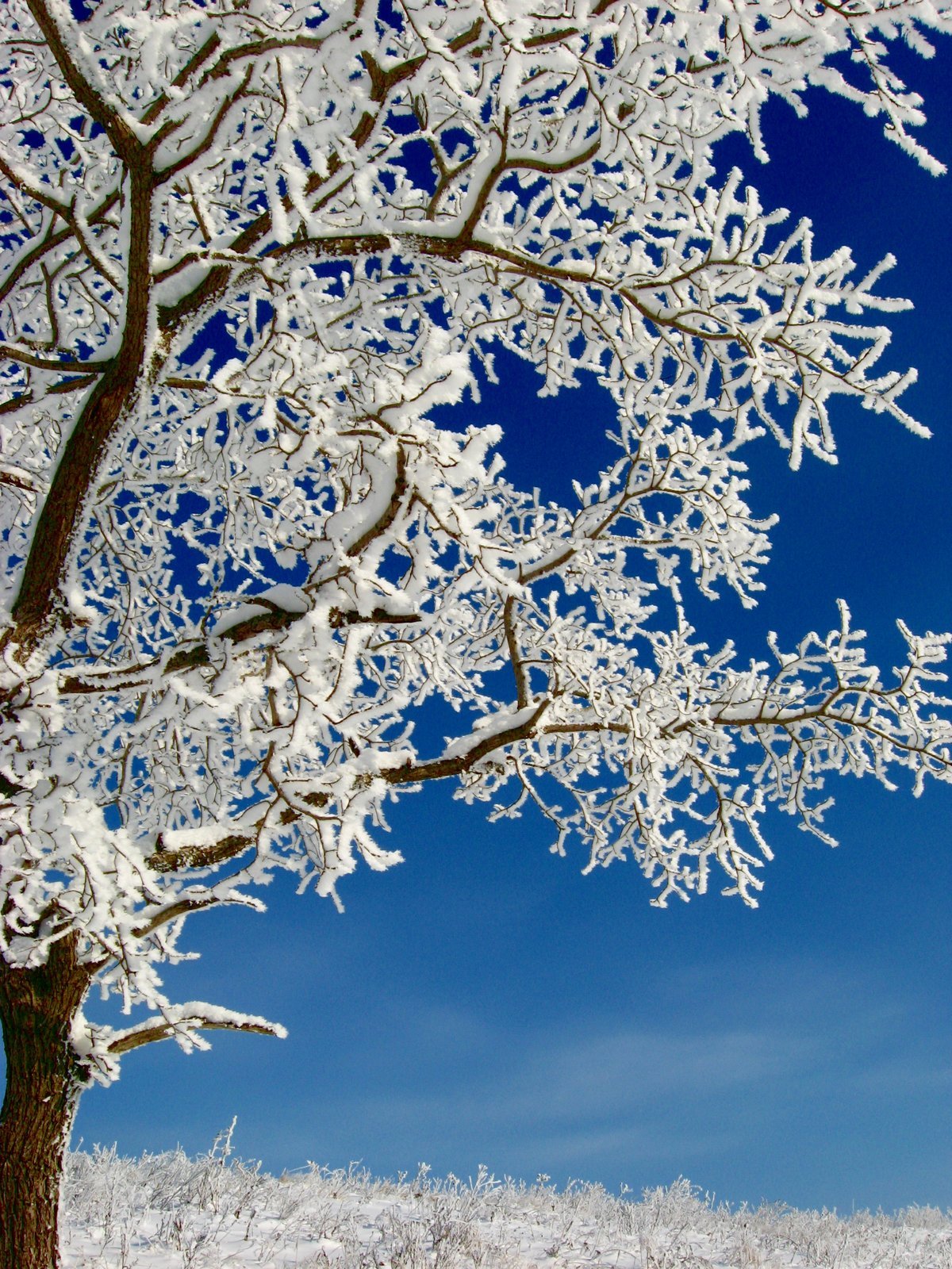 Зимние деревья