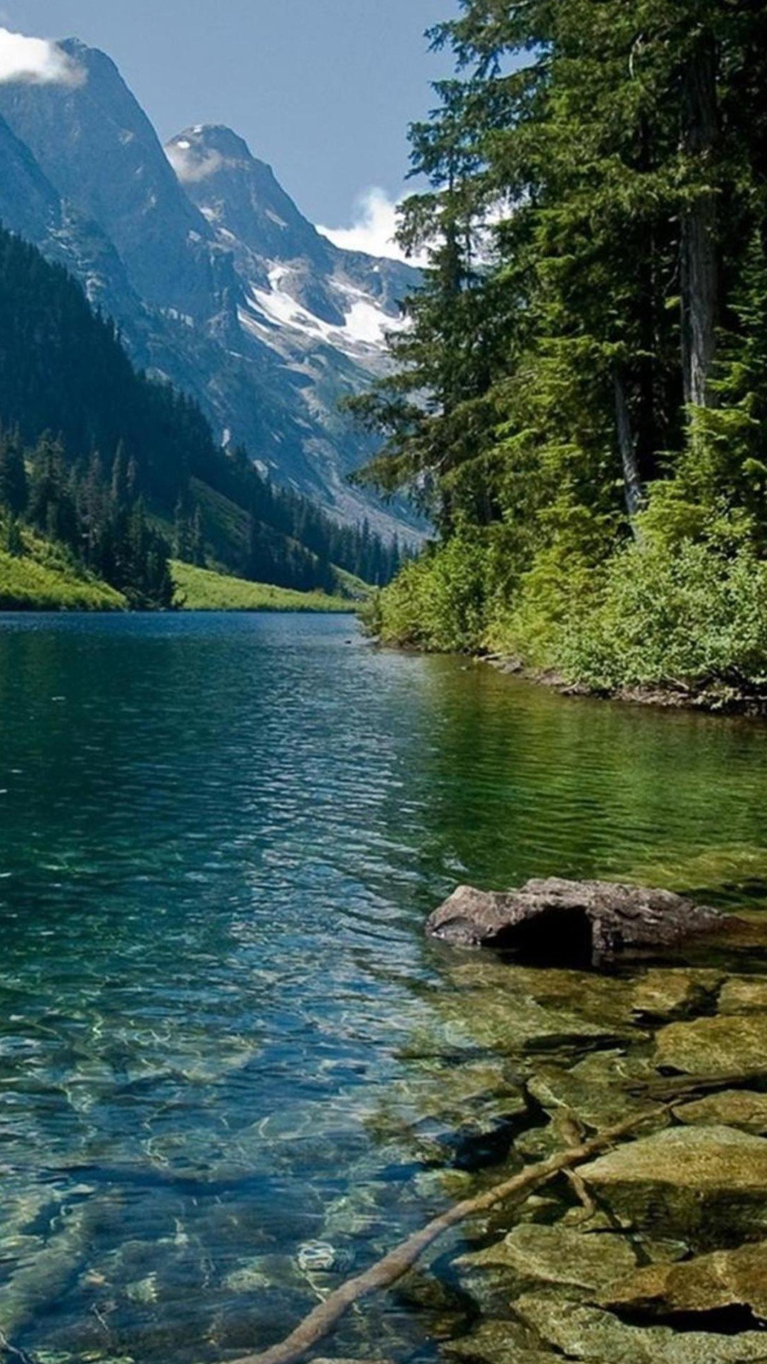 Природа вертикально