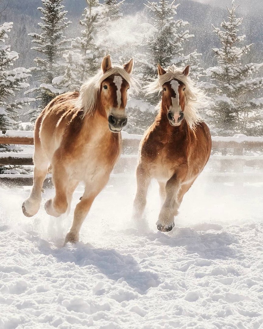 Лошади зимой