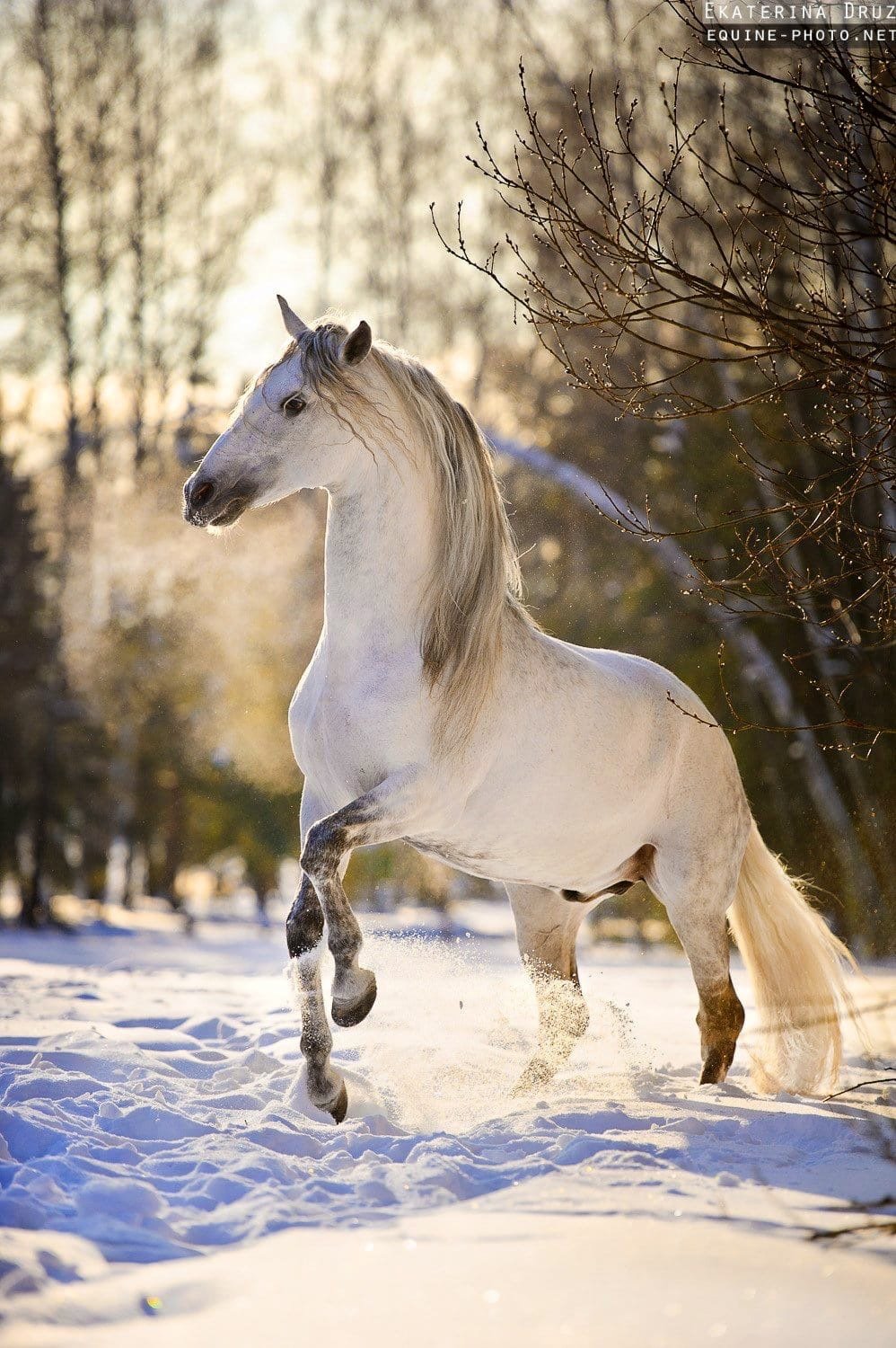 Белая лошадь