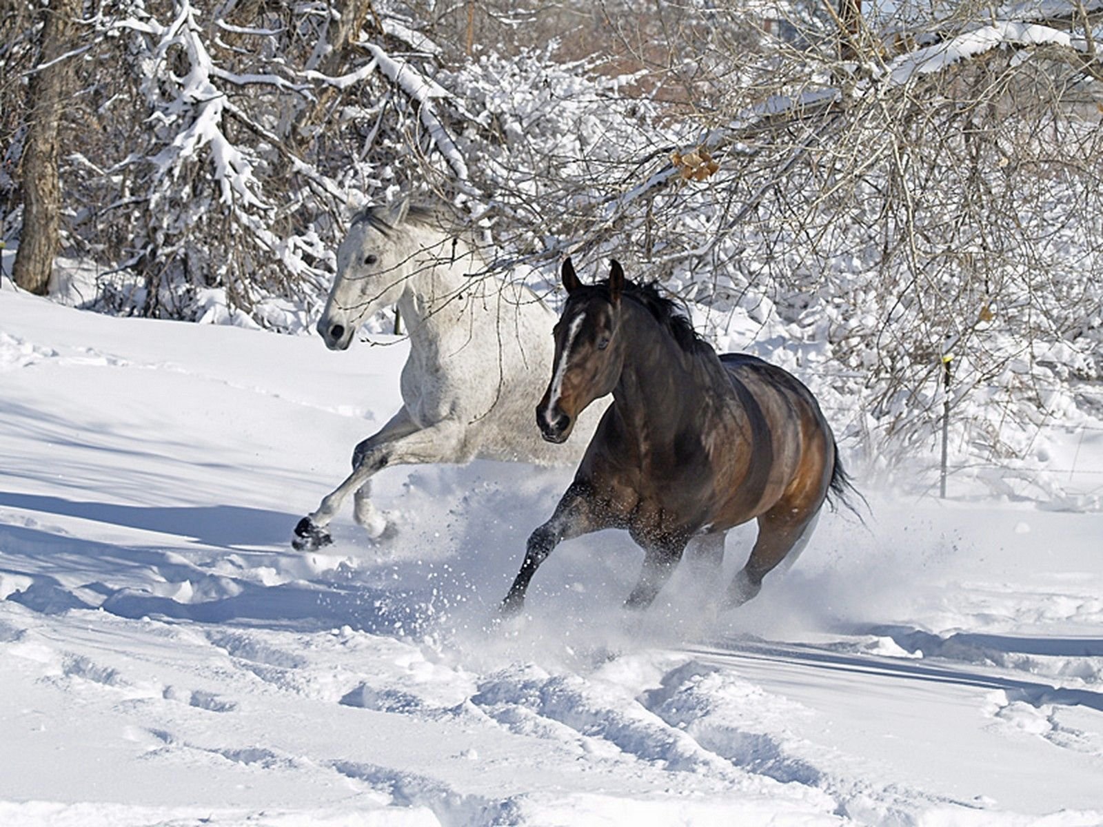 На коне в снегу. Кони зимой. Лошадь бежит по снегу. Лошадь зима. Лошади в снегу.