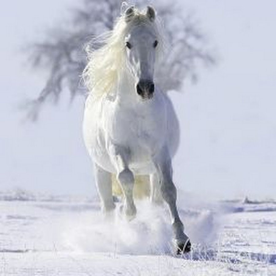 Снежная лошадь