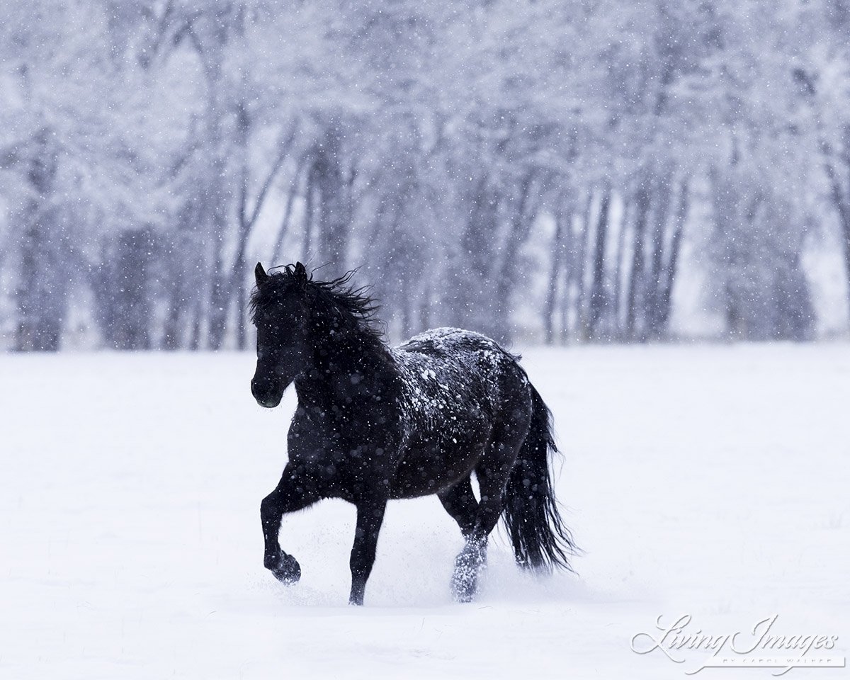 Лошади в снегу