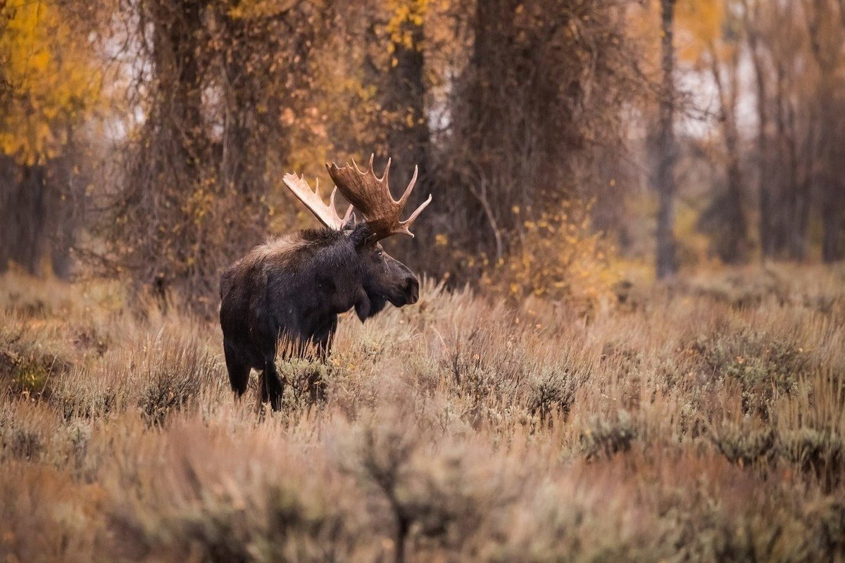 Лось осень