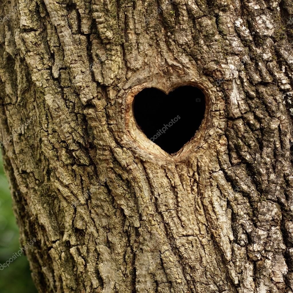 Ствол дерева с дуплом