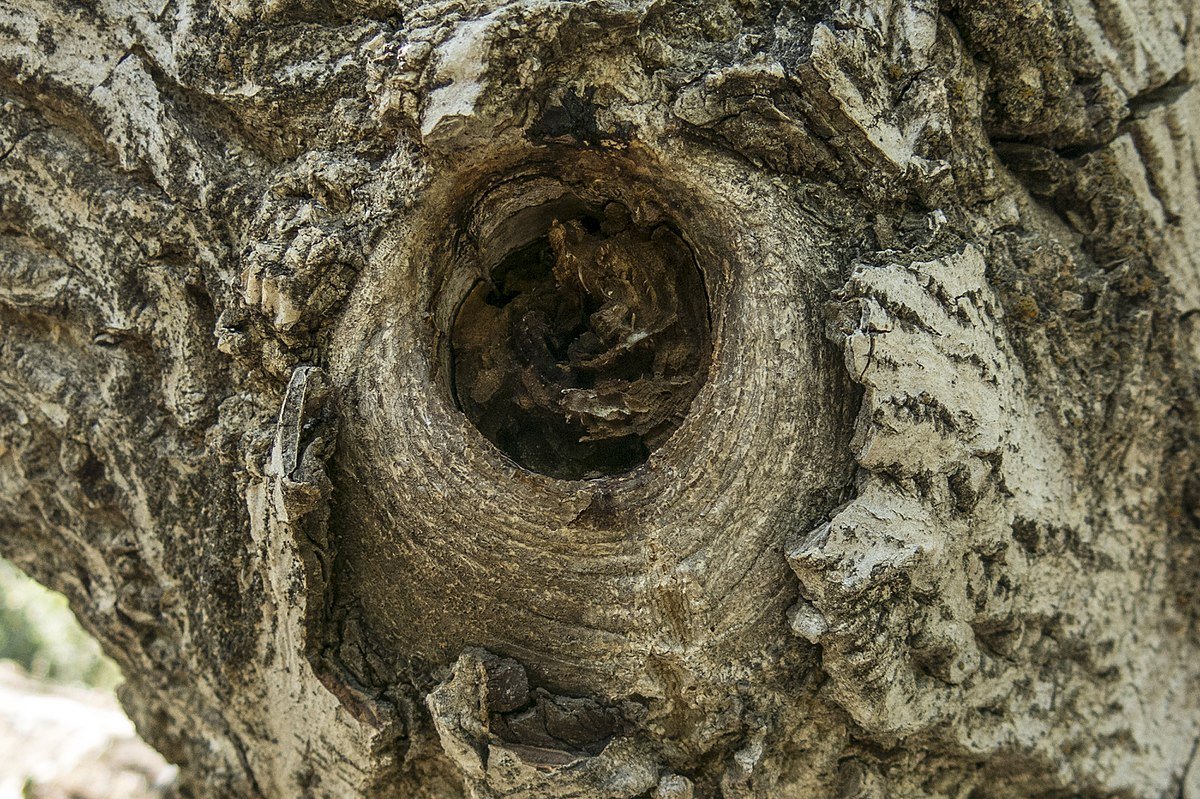 Деревянная пещера дупло