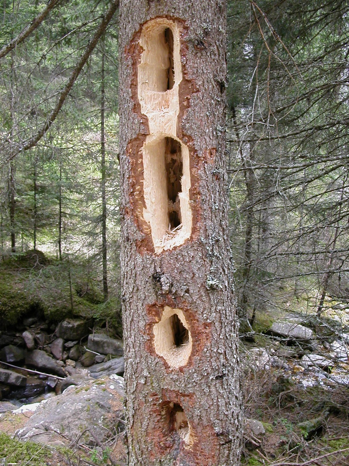 Дерево с дуплом