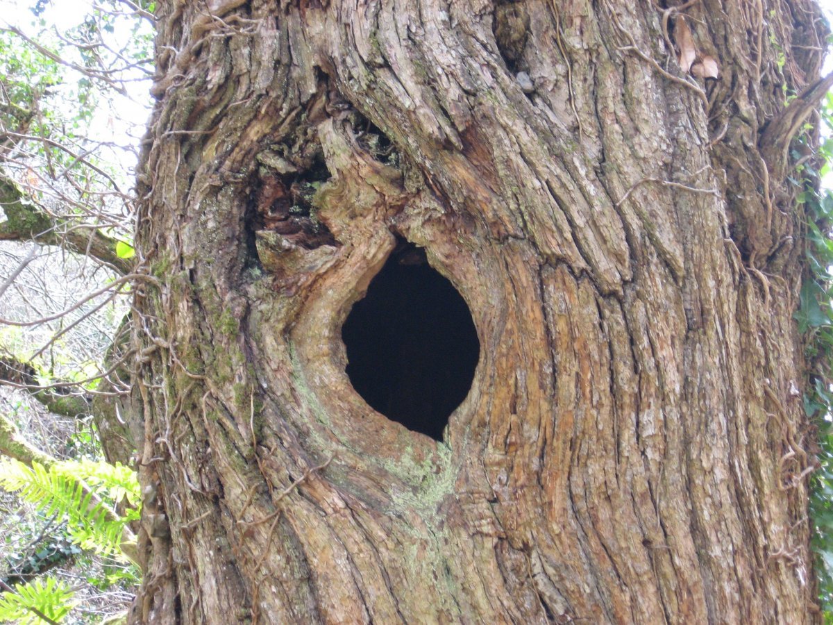 Сухое дерево с дуплом