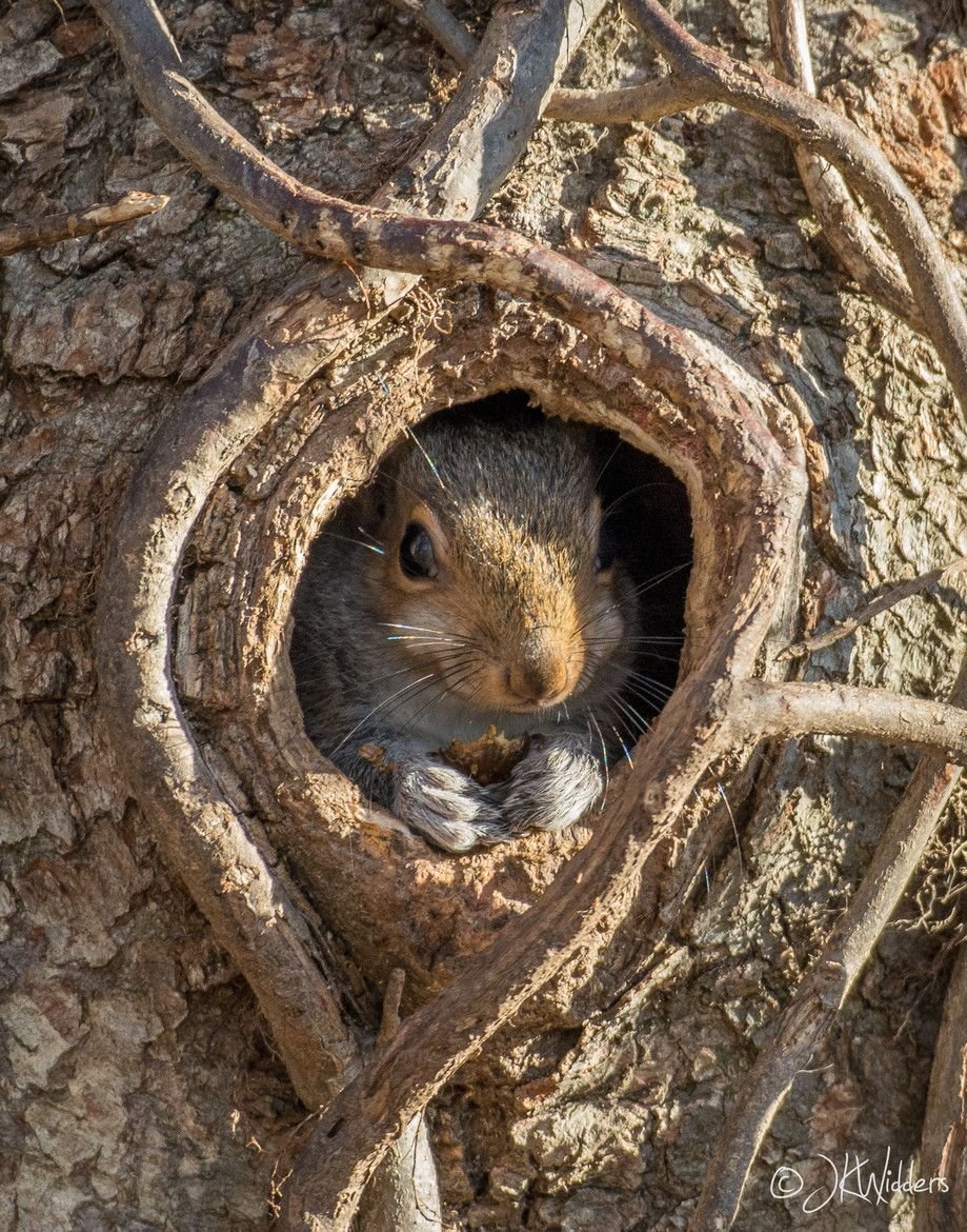 Лесные жители