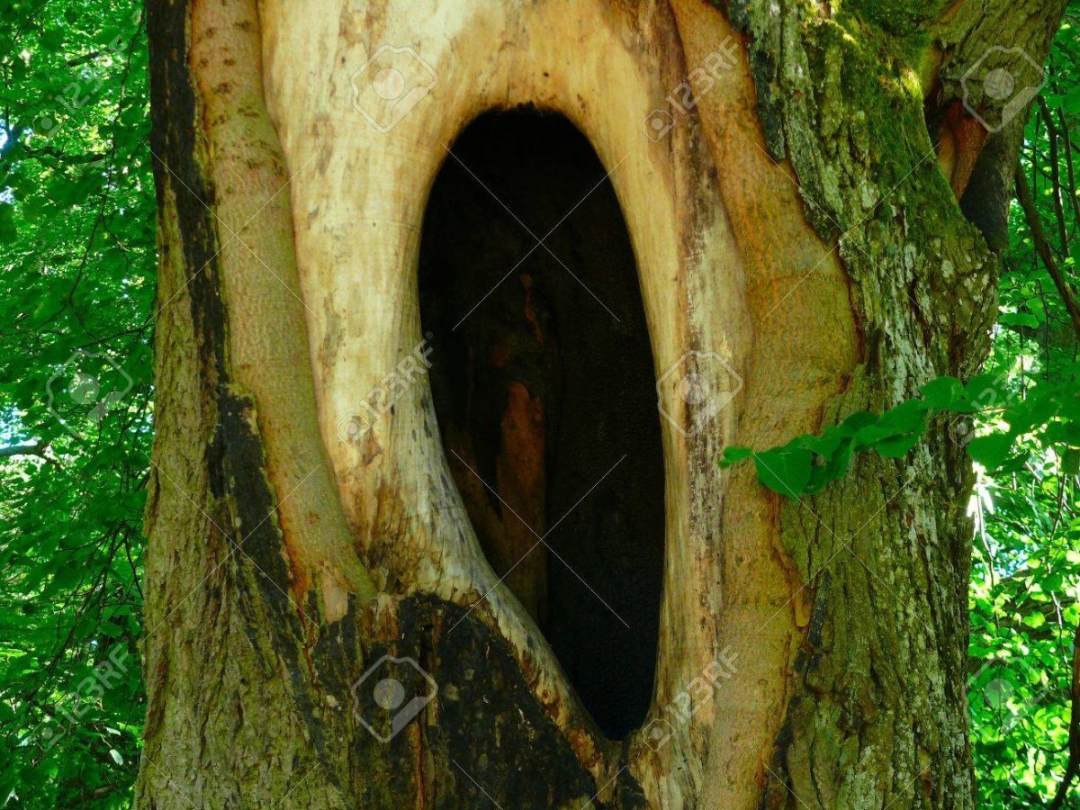 Нора в дереве