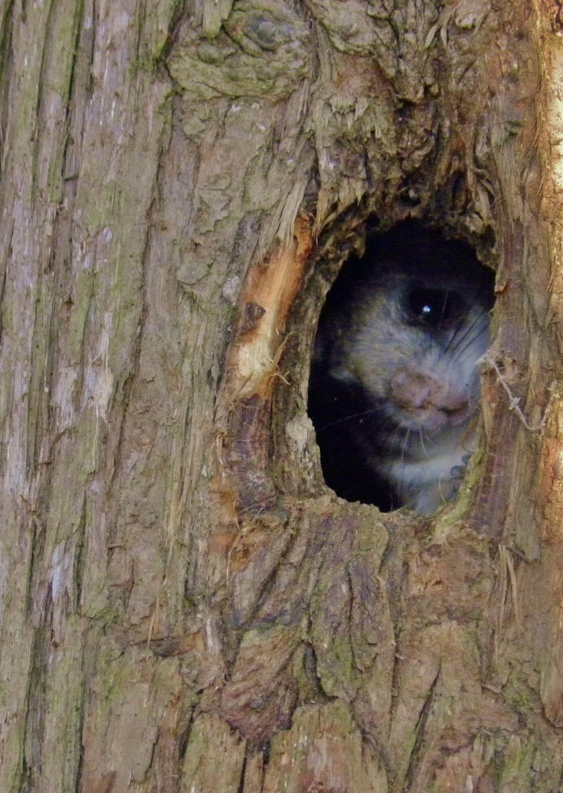 Белка в дупле