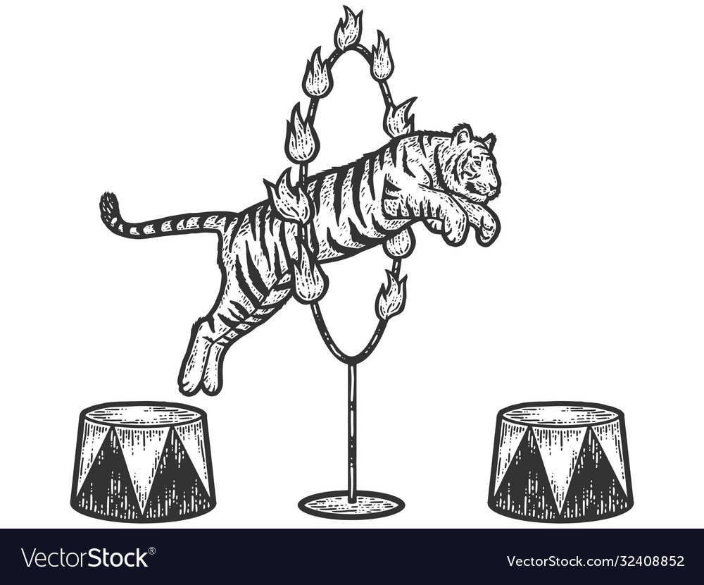 Тигр прыгает через кольцо