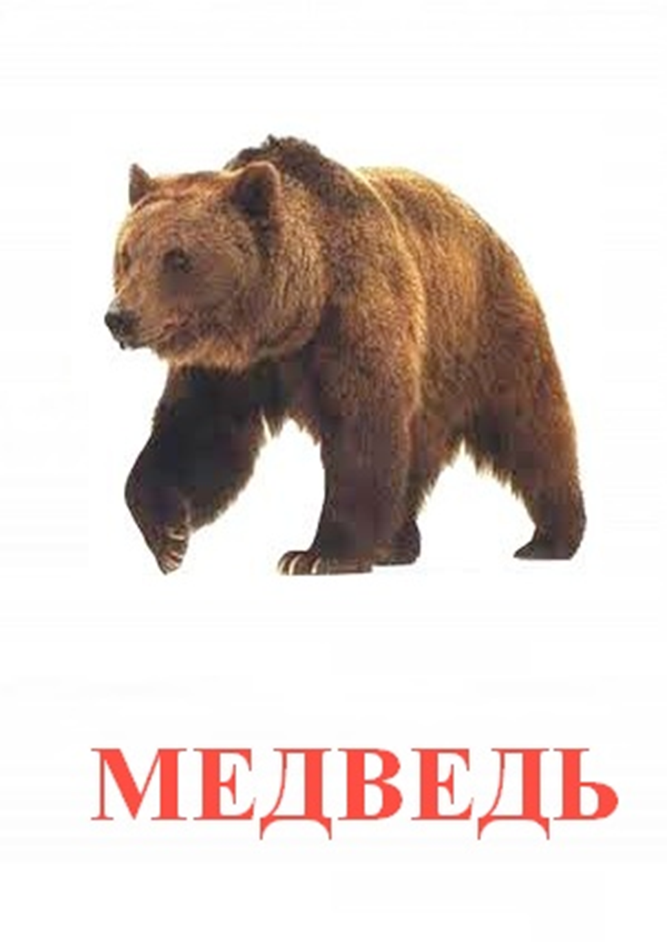 Миша из мультика Маша и медведь