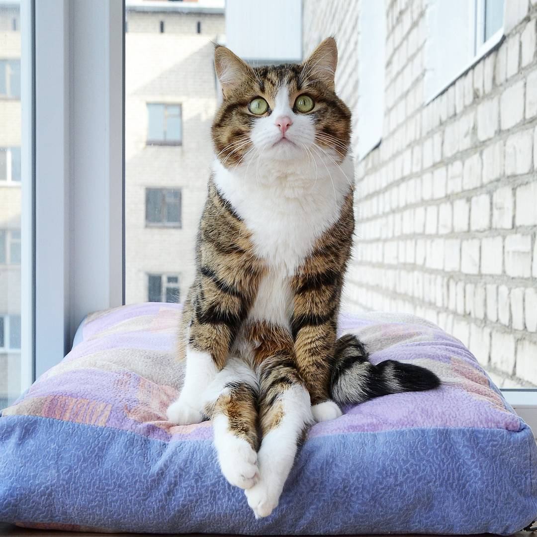 Ленивая кошка