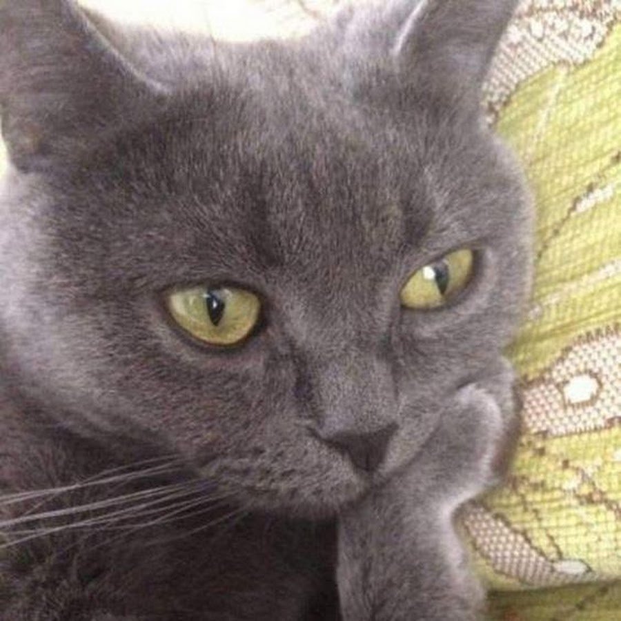 Удивленный кот