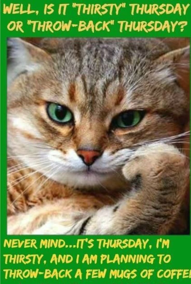 Кошка думает