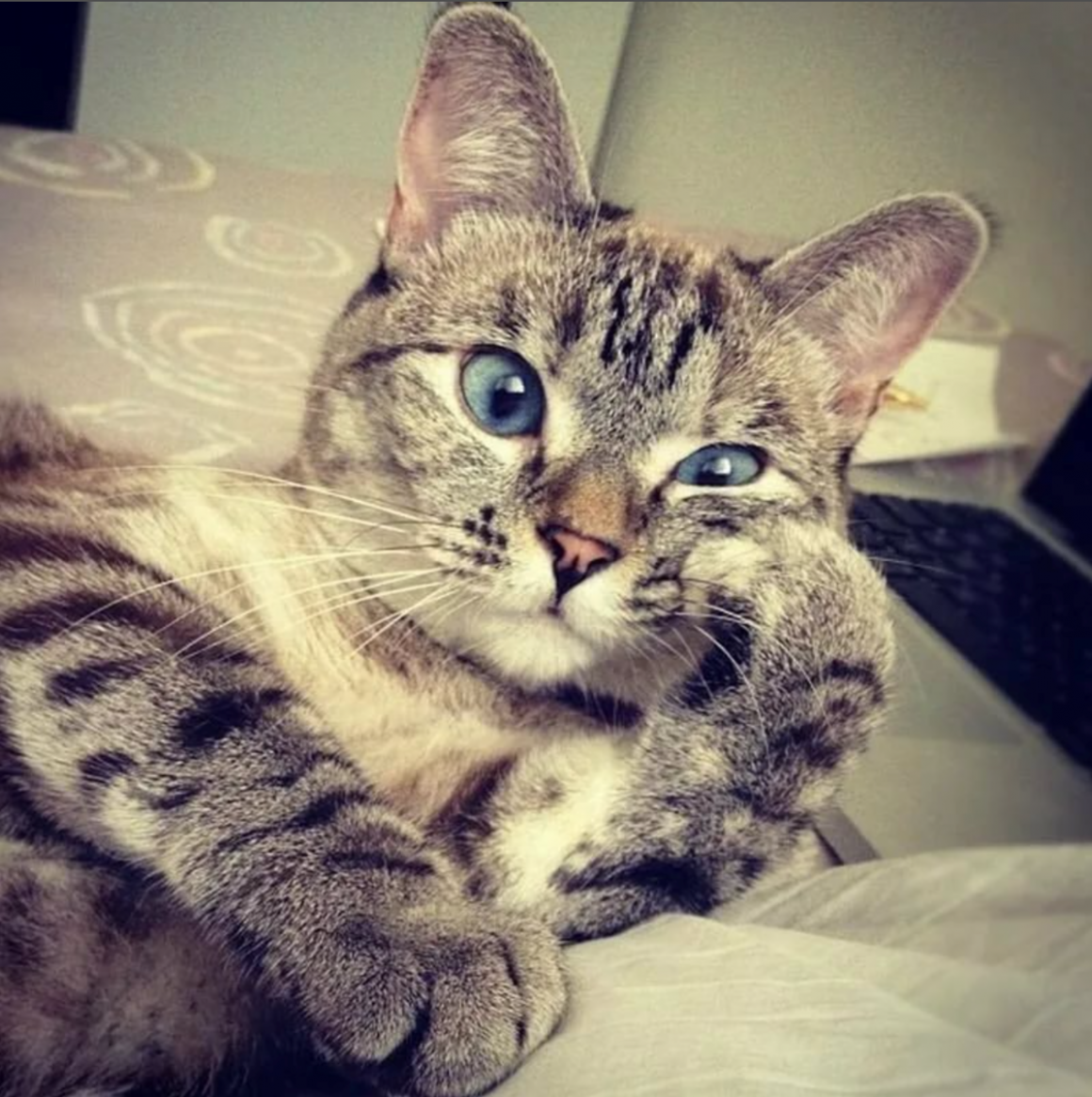 Важная кошка