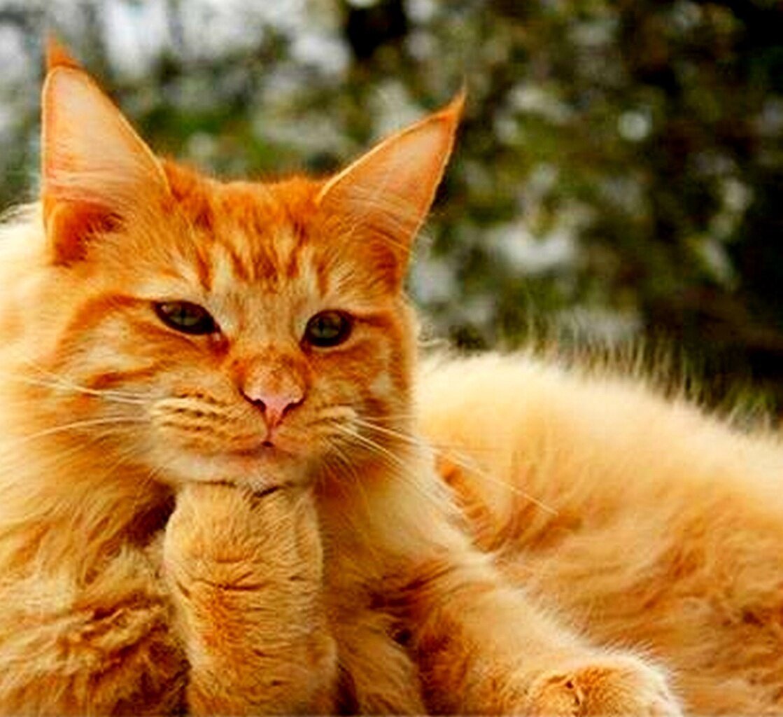 Кот задумался