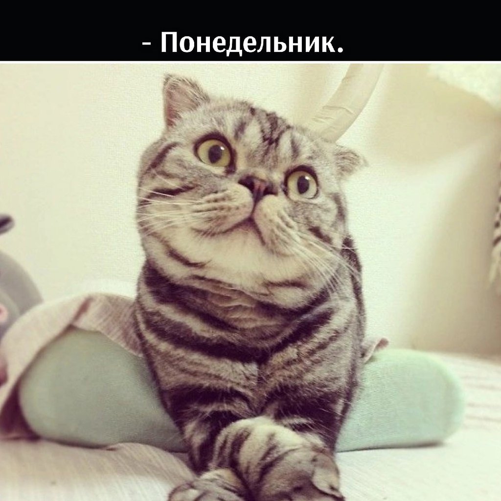 Кот с руками Мем