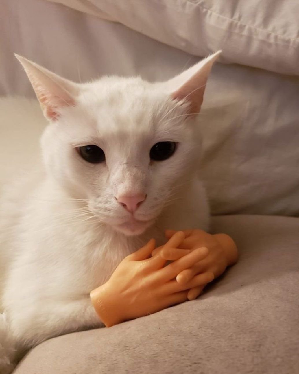 Красивые котики