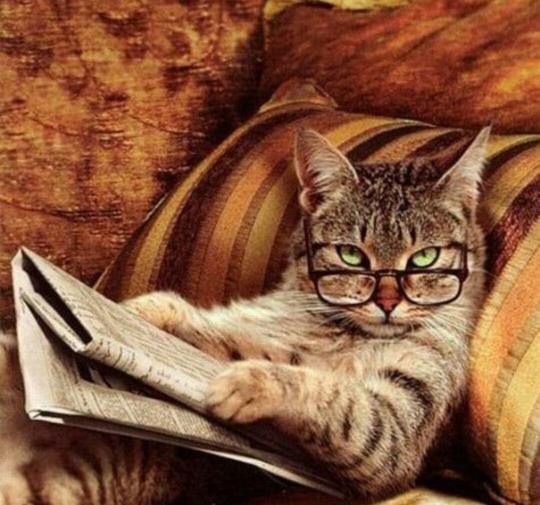 Думающий котенок картинки