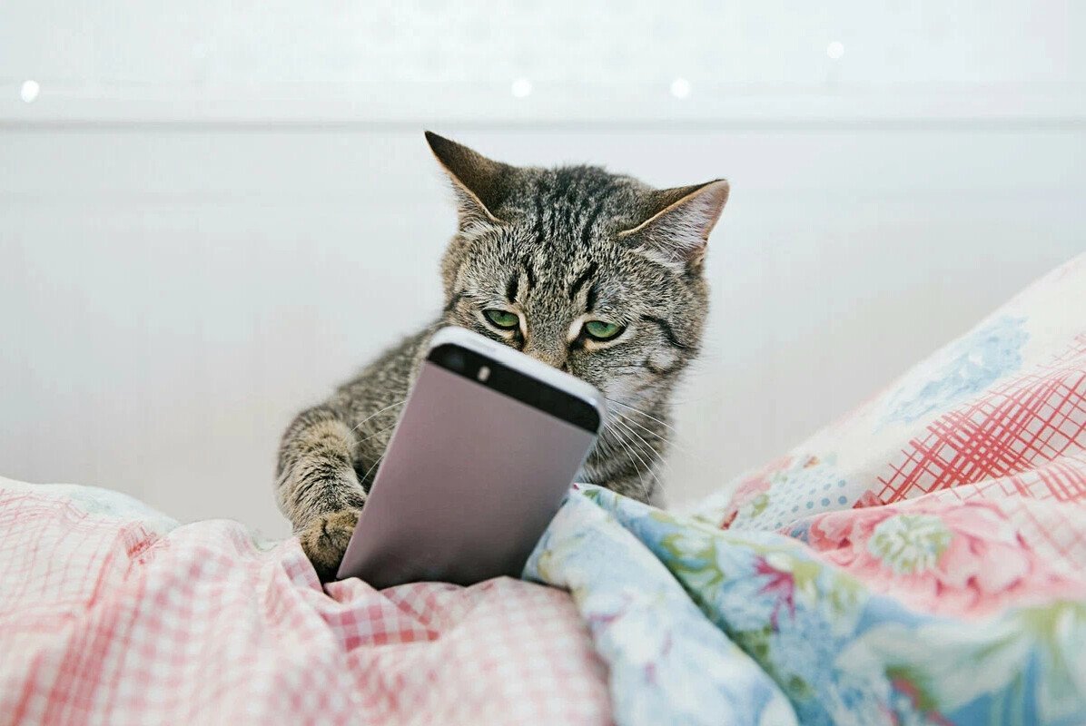 Любопытный котик