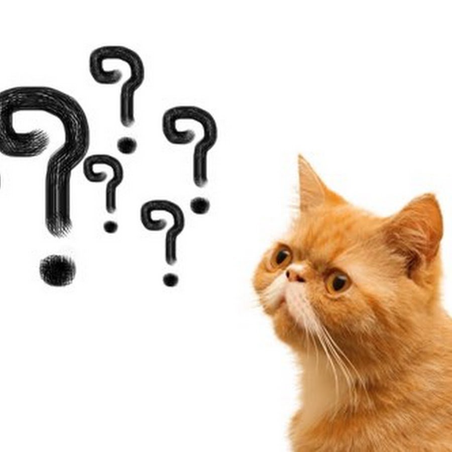 Кот с бокалом