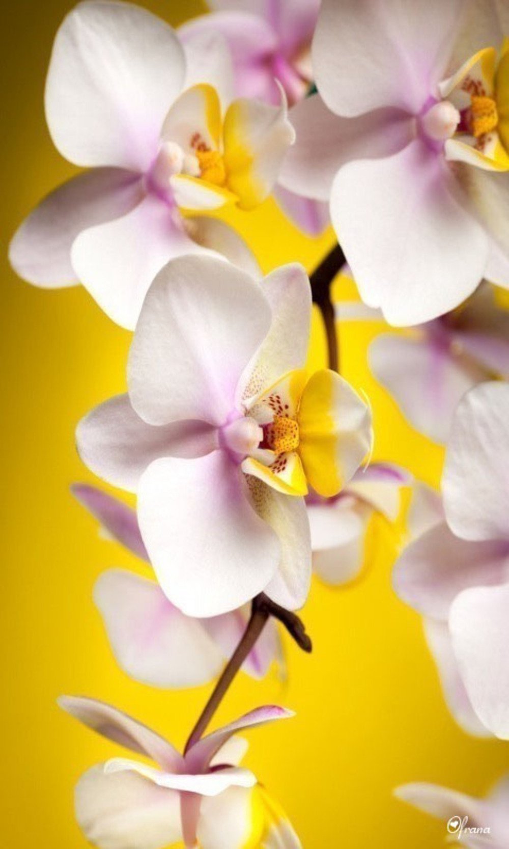 Красивые обои на телефон