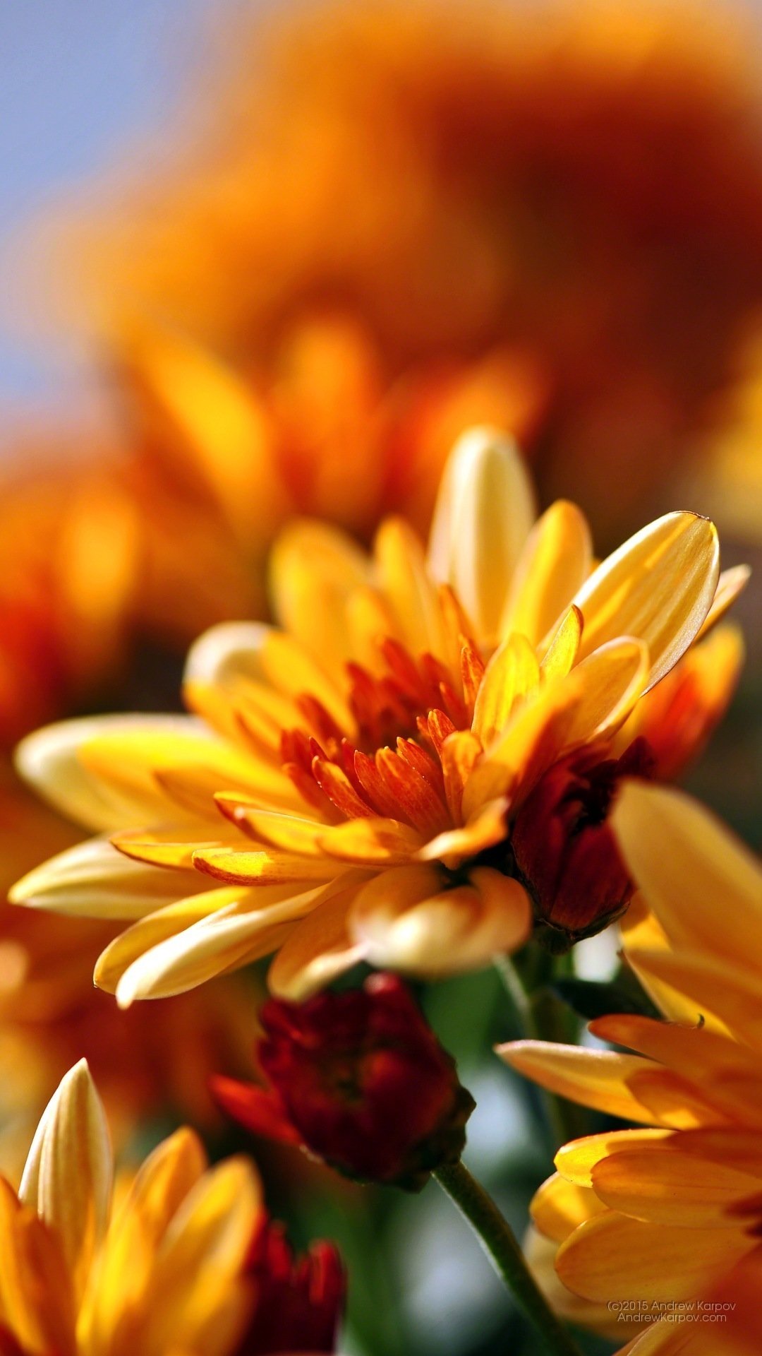 Природа цветы вертикальные