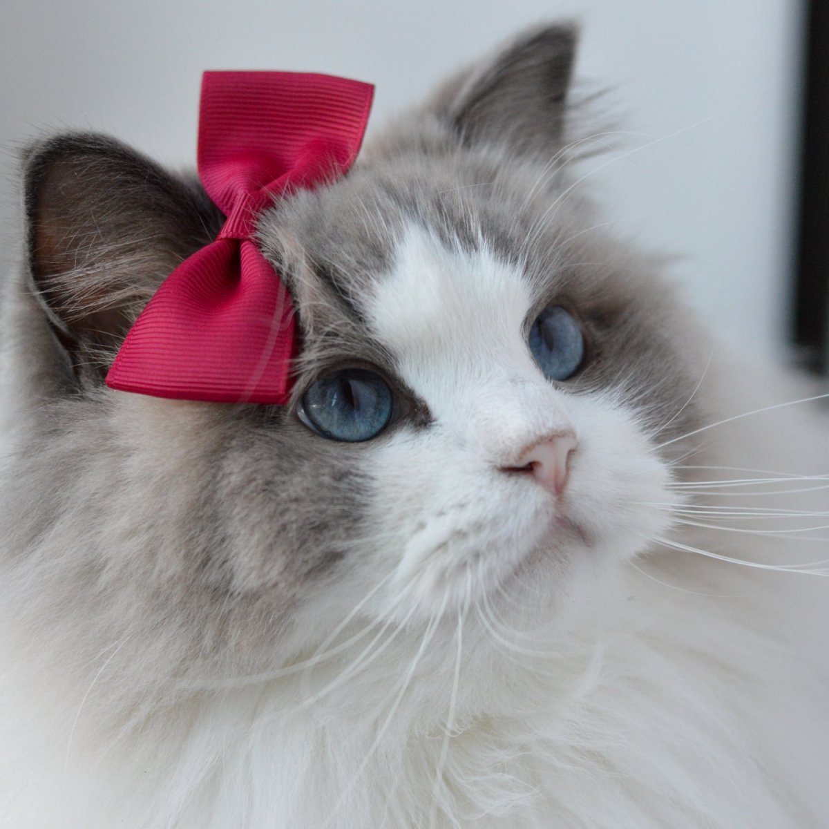 Аврора принцесса Рэгдолл