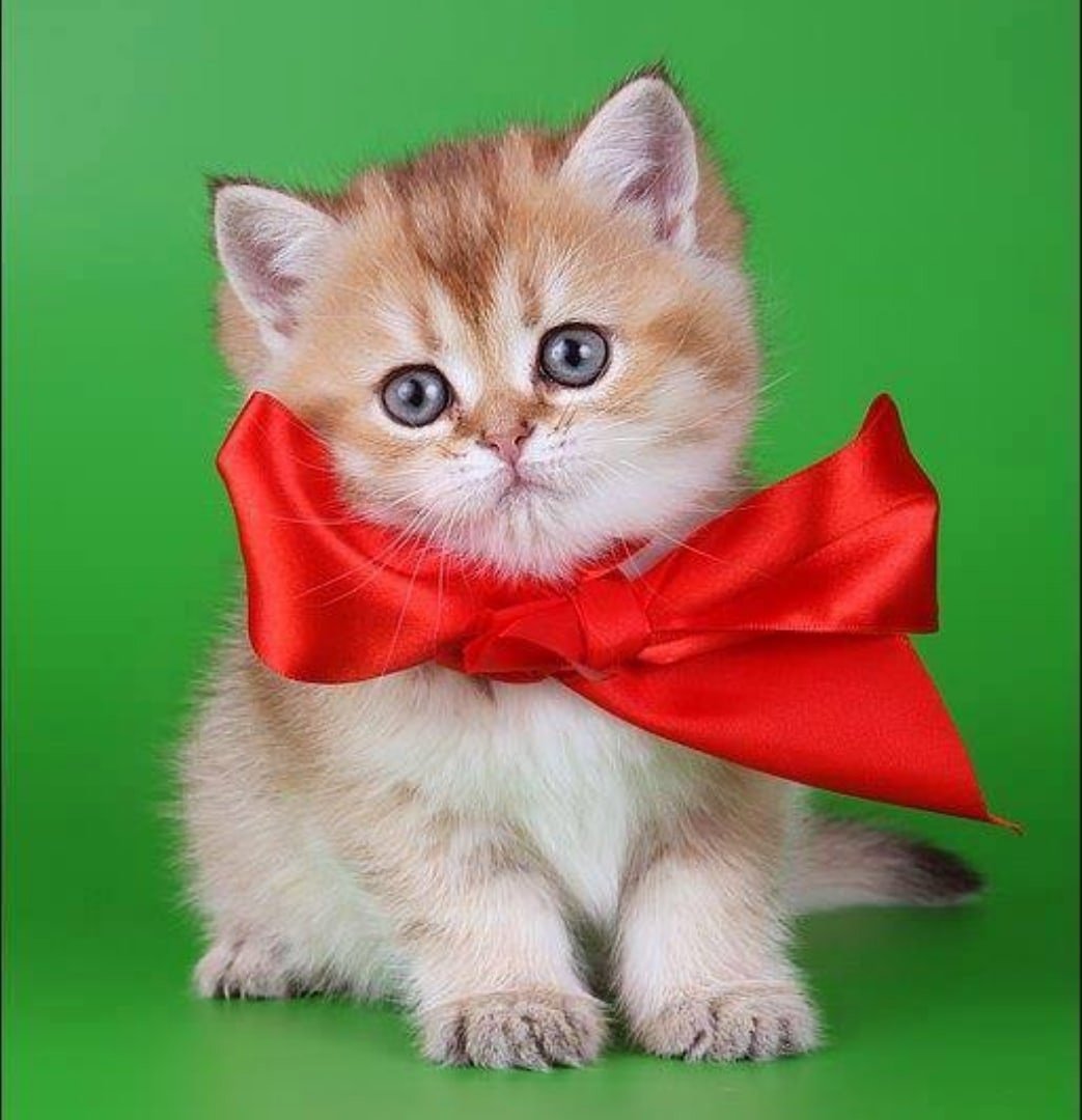 Кот в бинтах