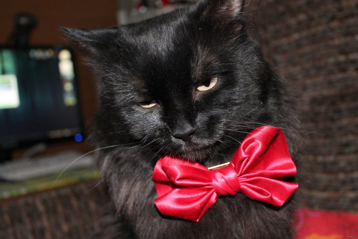 Кошечка с розовым бантиком