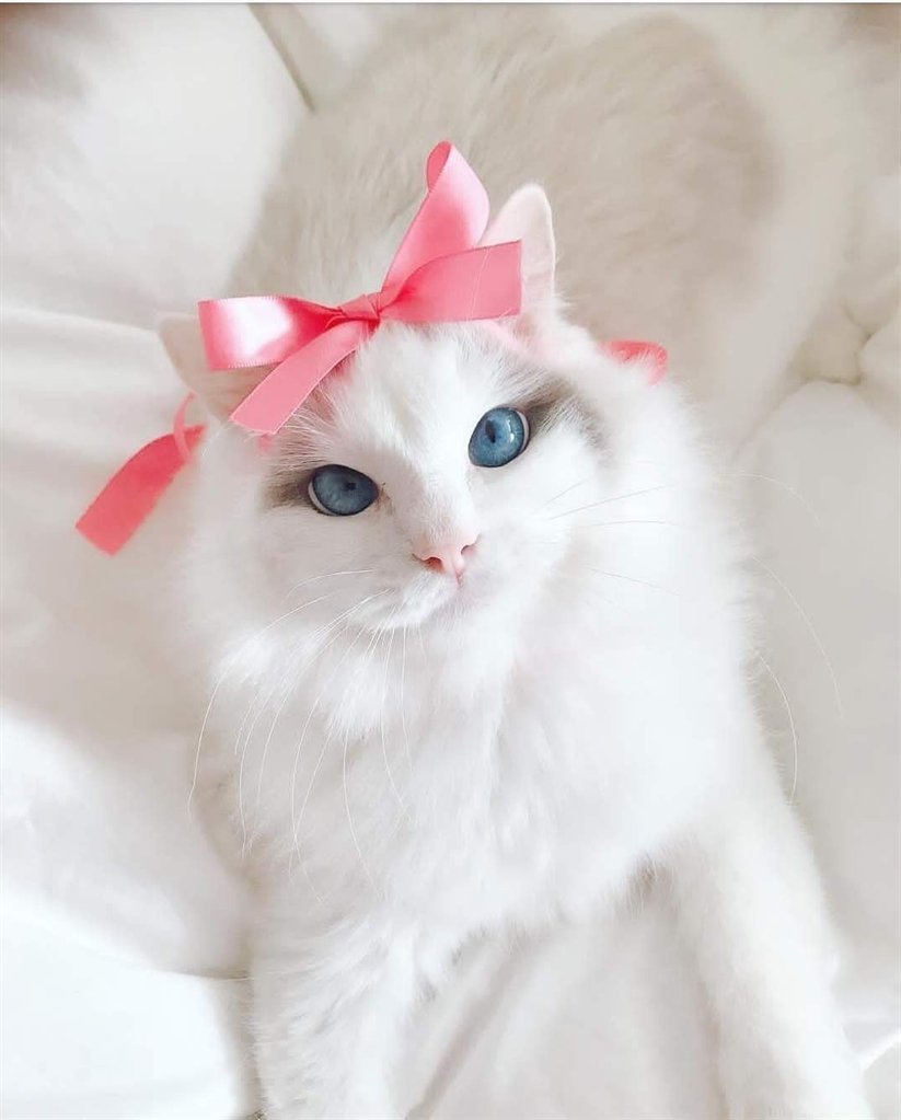 Кошка с бантом