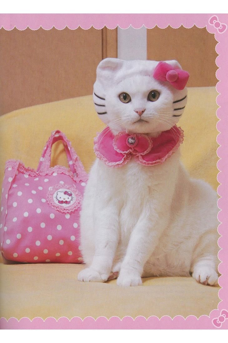 Белый пушистый котенок