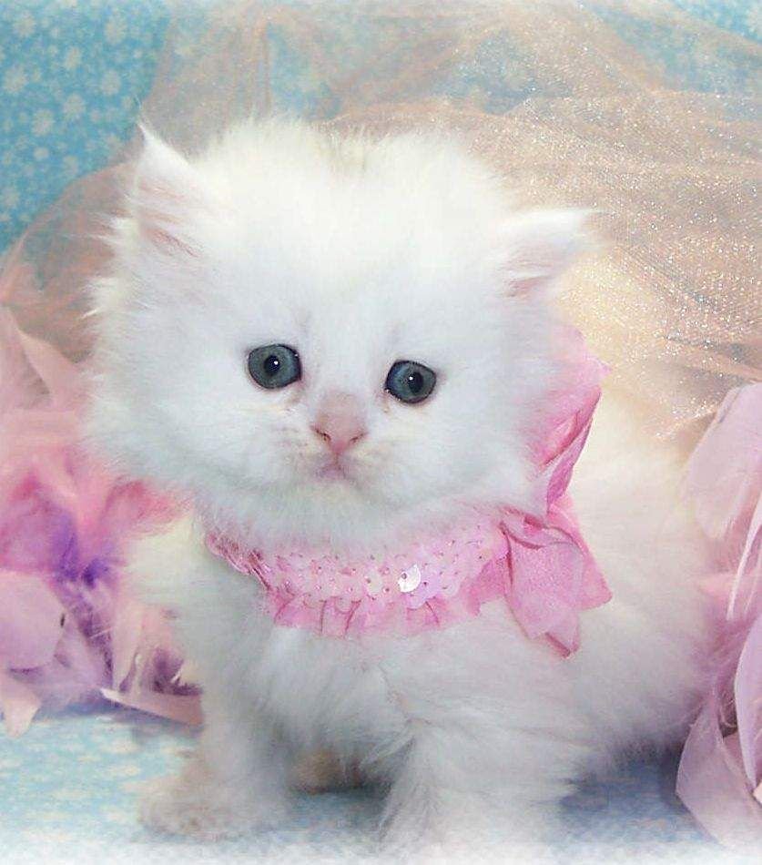 Кошечка Мари Дисней мультфильм