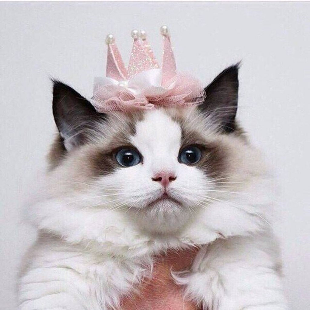 Котенок с розовым бантиком