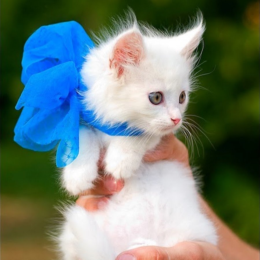 Кошечки красавицы