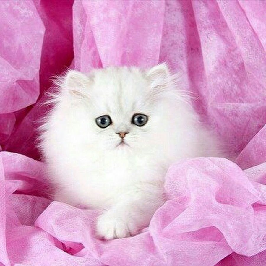 Милый котик рисунок